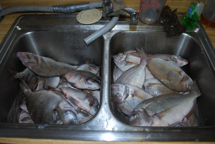 porgy time