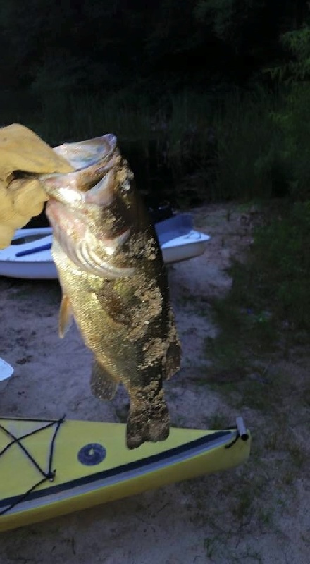 Big Bass