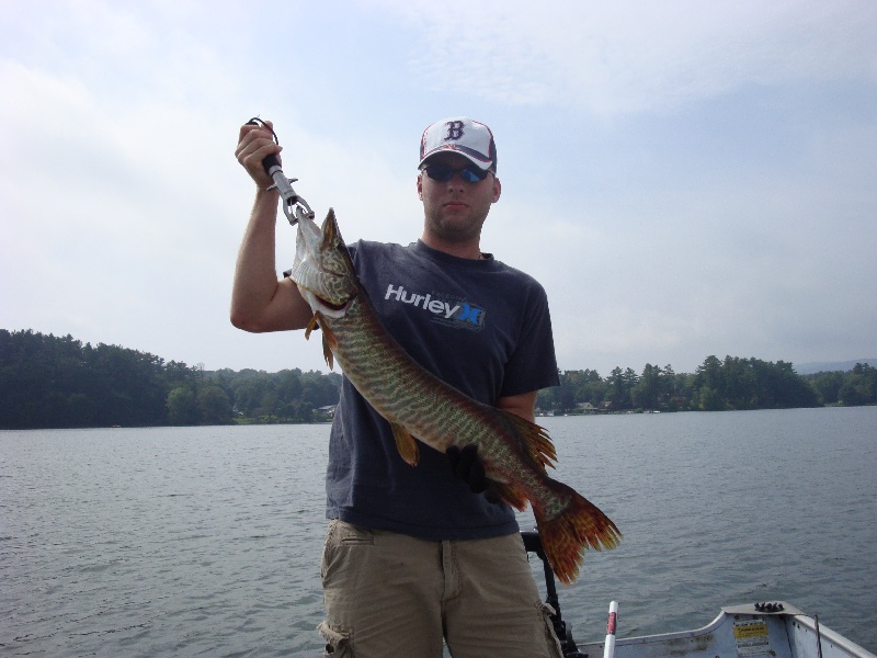 tiger musky